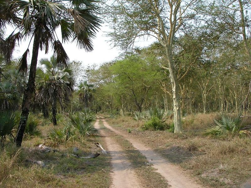 Park Narodowy Gorongosa