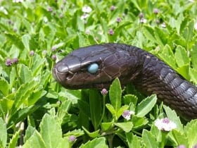 The living desert snake park