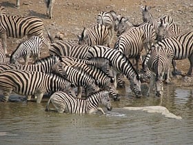 etosha nationalpark