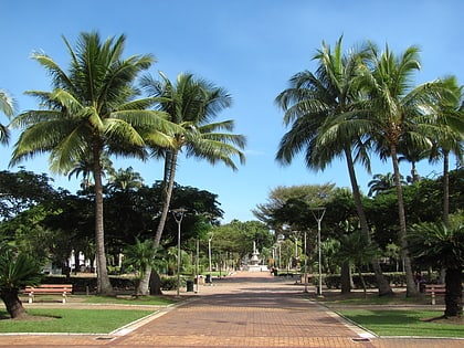 coconut palm square numea