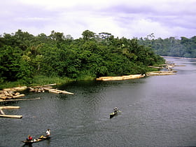 Niger Delta swamp forests