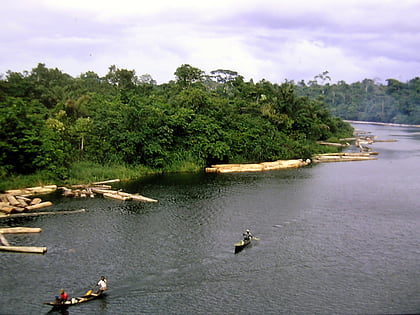 niger delta swamp forests yenagoa