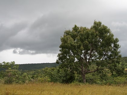 okomu nationalpark