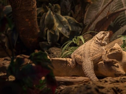 reptile zoo iguana flesinga