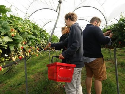 de zelfpluktuin texel