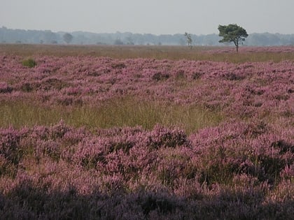 parque nacional dwingelderveld