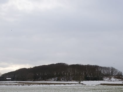 High Mountain Texel