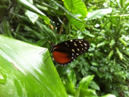 vlinders aan de vliet den haag