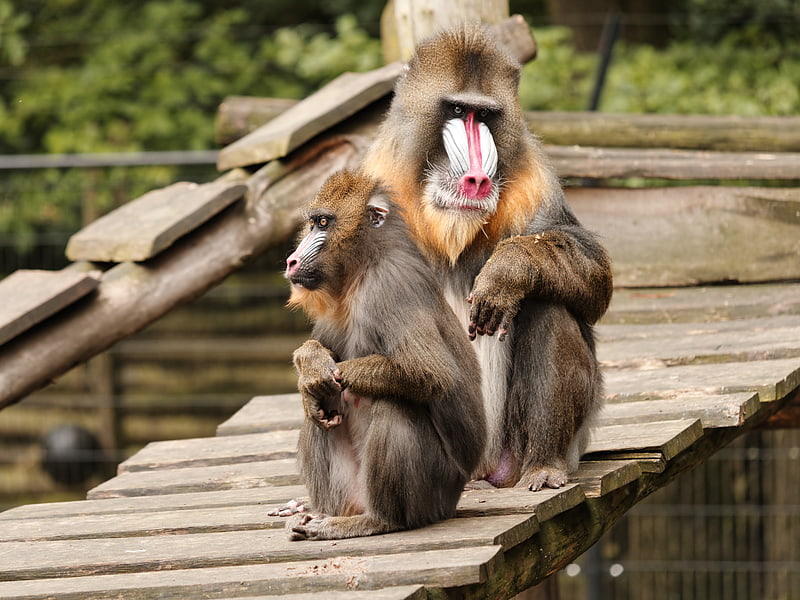 ouwehands dierenpark rhenen