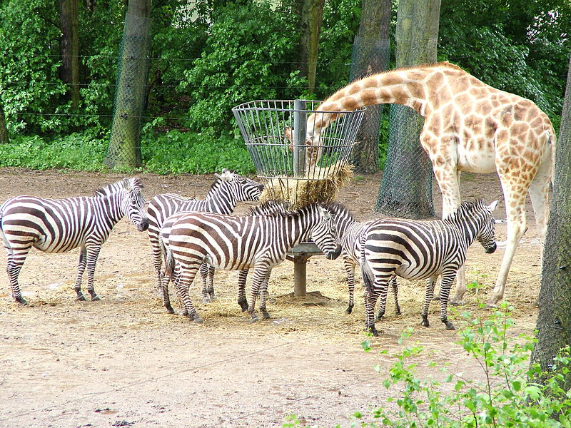 Burgers' zoo