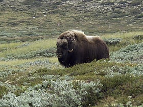 park narodowy dovrefjell
