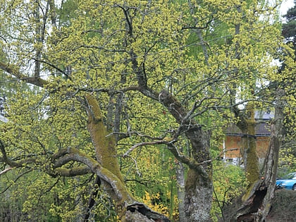 tordenskiold oak horten