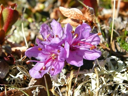 Parc national de Øvre Dividal