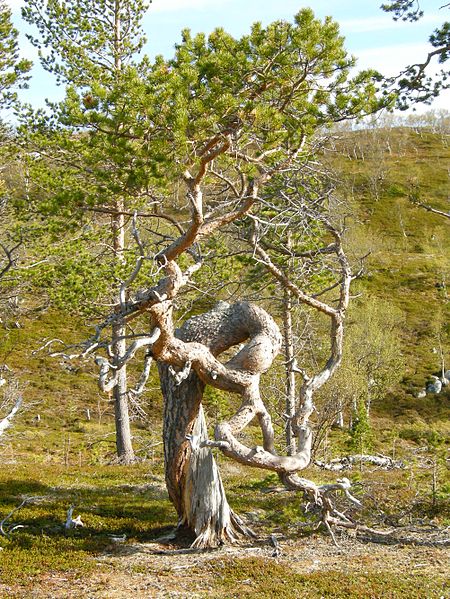 Park Narodowy Stabbursdalen