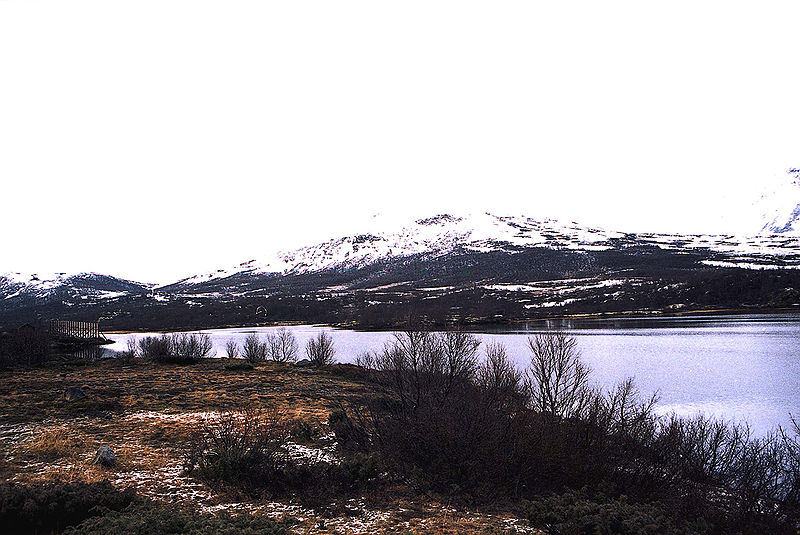 Park Narodowy Dovrefjell