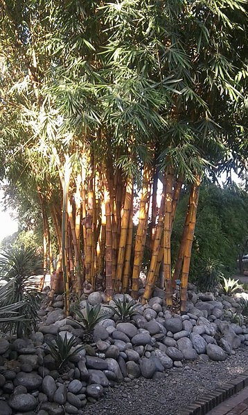 Jardín de los Sueños