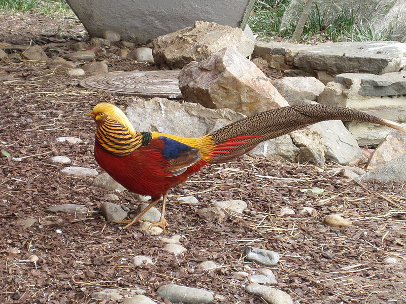 Natural History Museum of Nepal