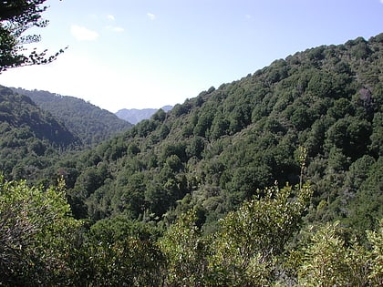 Parc forestier du Rimutaka