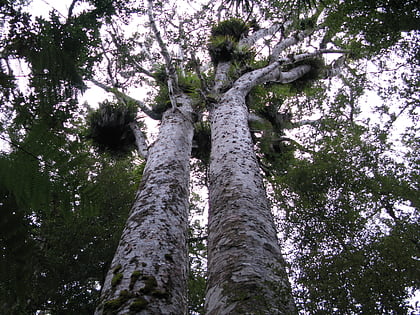 Trounson Kauri Park