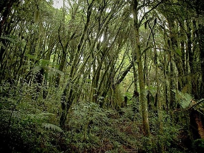 Pureora Forest Park