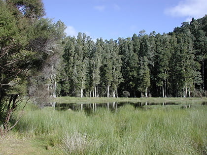 arohaki lagoon whirinaki te pua a tane conservation park
