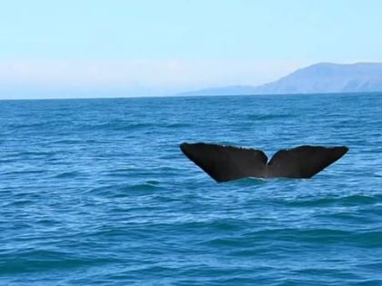 whale watch kaikoura