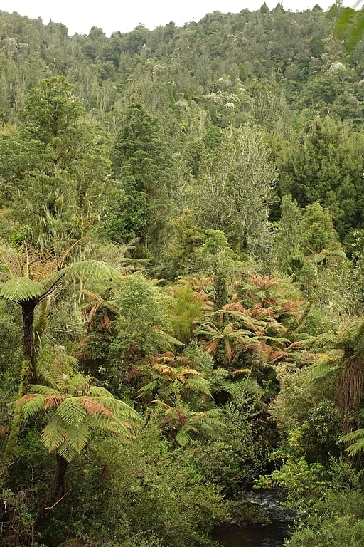 pirongia forest park