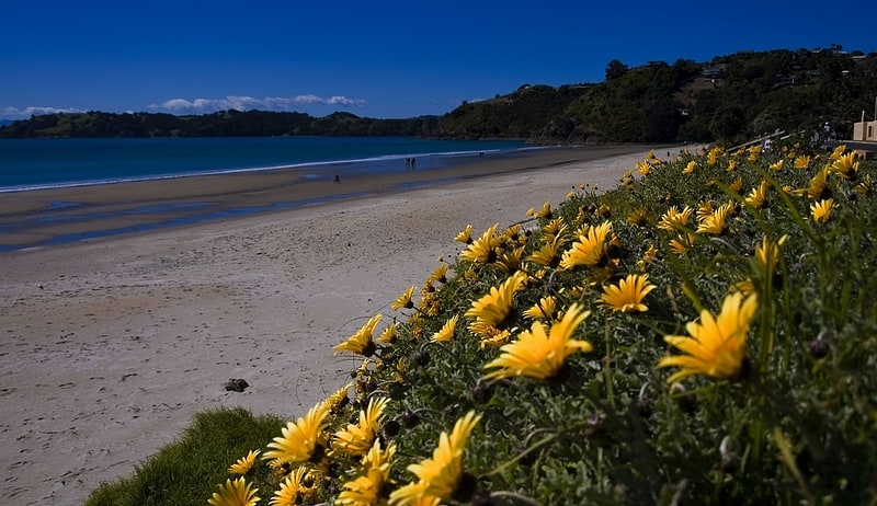 onetangi bay waiheke island