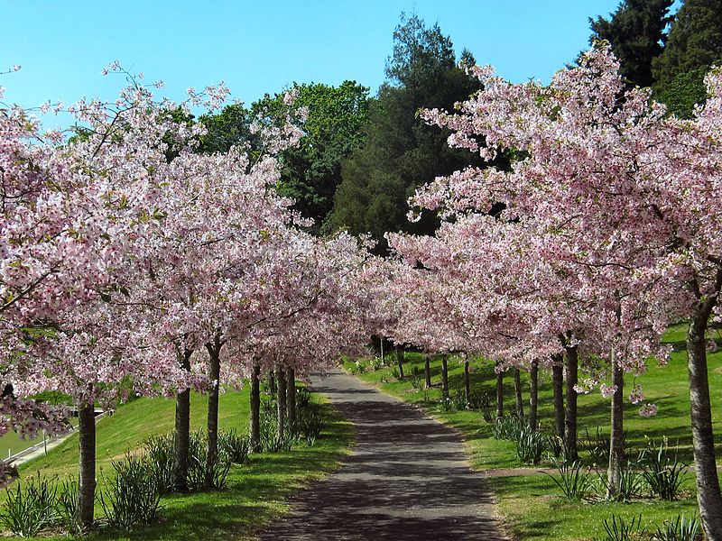 Auckland Domain