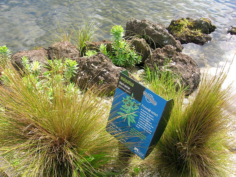 Jardin botanique d'Auckland