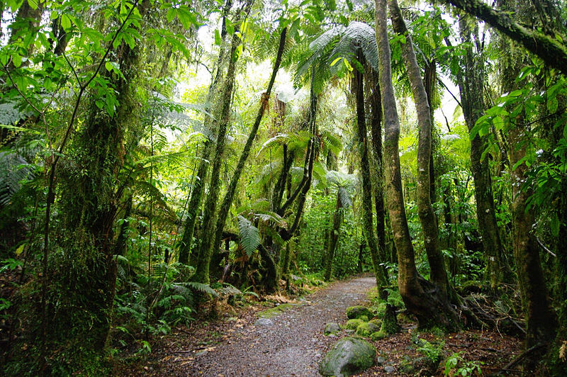 Franz Josef/Waiau