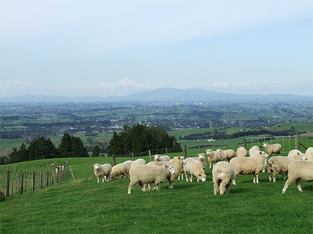 Pirongia, Nouvelle-Zélande