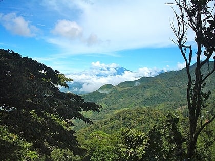 eastern panamanian montane forests darien national park