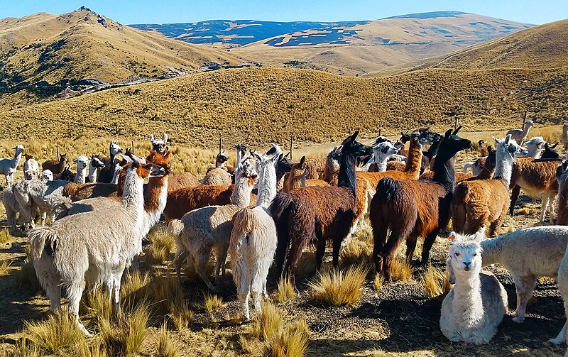 Distrito de Chinchaypujio