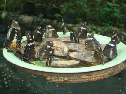 davao butterfly house