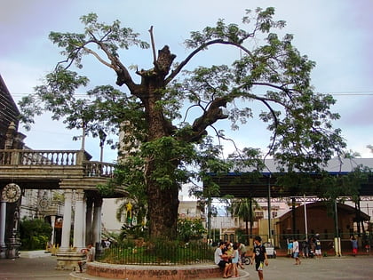 meycauayan tree valenzuela city