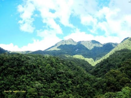 negros forests and ecological foundation inc bacolod