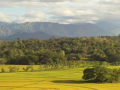 Mindoro rain forests