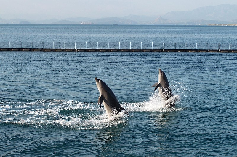 Ocean Adventure