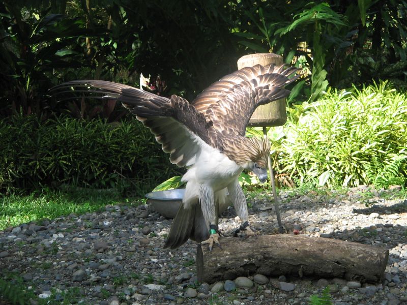 Mount Inayawan Range Natural Park