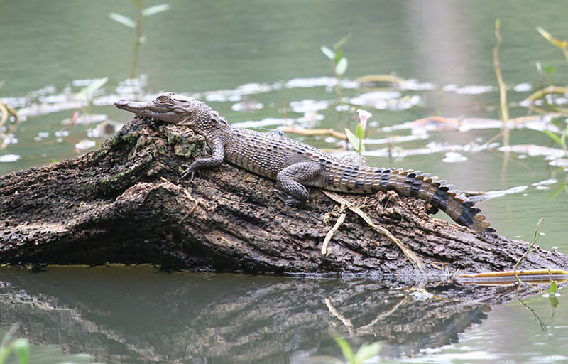 Parque natural de la Sierra Madre del Norte