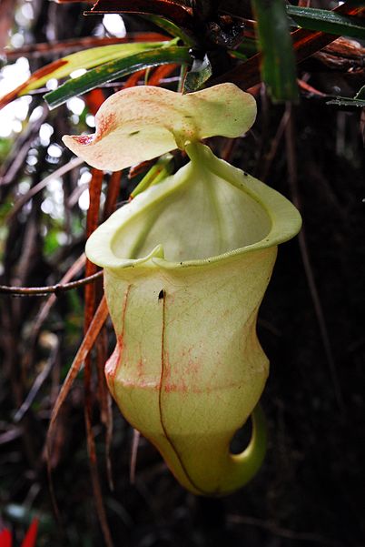 Mount Hamiguitan Range Wildlife Sanctuary