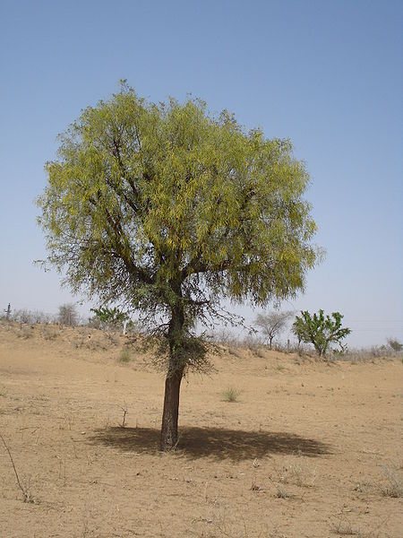 Désert de la vallée de l'Indus