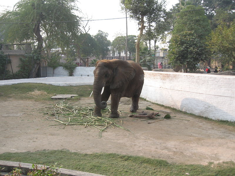 Zoológico de Lahore