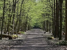 Kabaty-Wald