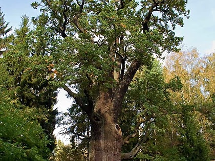 Chrobry Oak