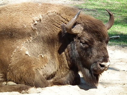 zagroda pokazowa zubrow wolin national park