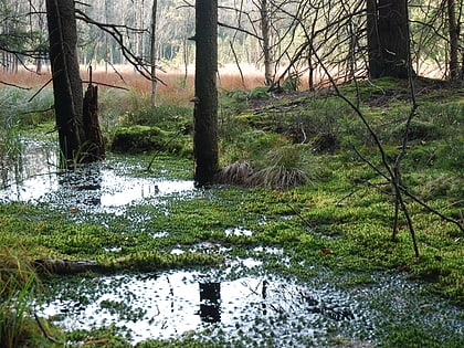 rezerwat torfowisko pod zielencem