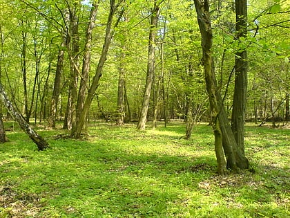 Rezerwat Grądy nad Moszczenicą