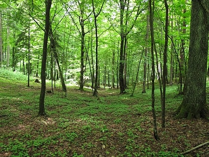 knyszyn forest landscape park